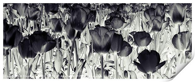 Black Tulips Print by Sharon Lisa Clarke