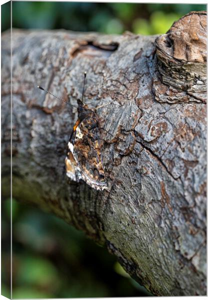 Red Admiral,can you see me Canvas Print by kathy white