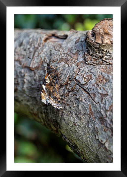 Red Admiral,can you see me Framed Mounted Print by kathy white