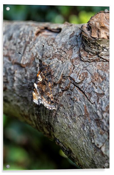 Red Admiral,can you see me Acrylic by kathy white