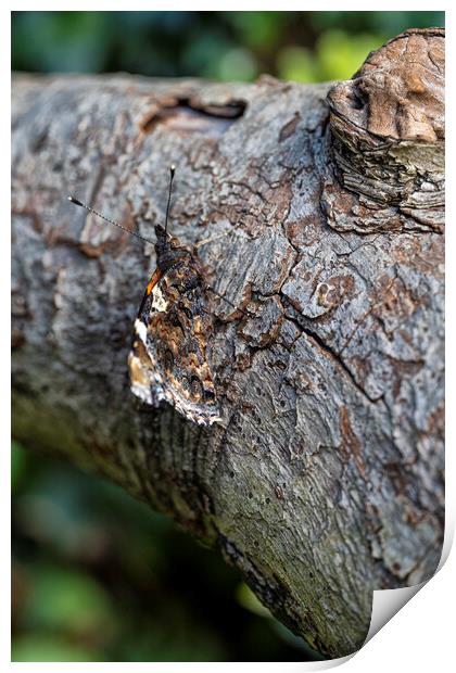 Red Admiral,can you see me Print by kathy white