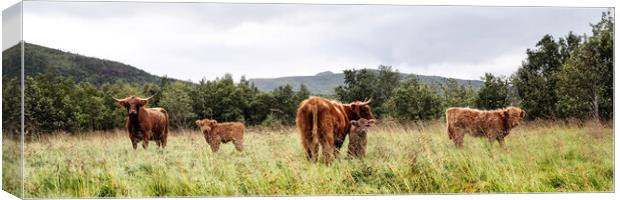 Scottish Highland Cows Coos and Calves Herd Canvas Print by Sonny Ryse