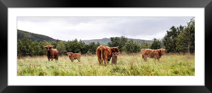 Scottish Highland Cows Coos and Calves Herd Framed Mounted Print by Sonny Ryse