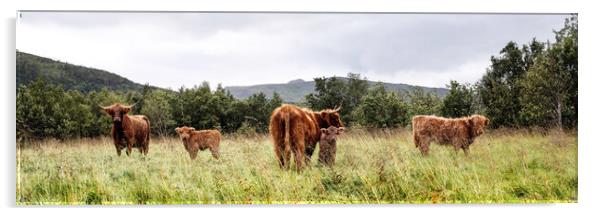 Scottish Highland Cows Coos and Calves Herd Acrylic by Sonny Ryse