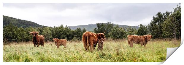 Scottish Highland Cows Coos and Calves Herd Print by Sonny Ryse