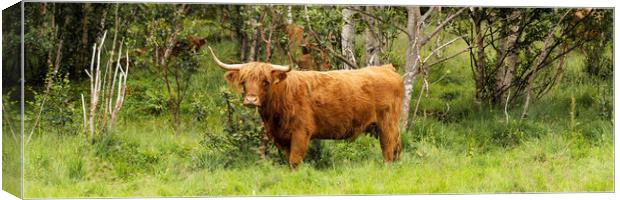 Scottish HIghland cow Canvas Print by Sonny Ryse