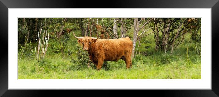 Scottish HIghland cow Framed Mounted Print by Sonny Ryse