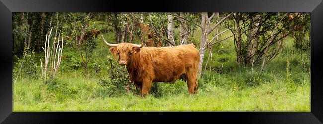 Scottish HIghland cow Framed Print by Sonny Ryse
