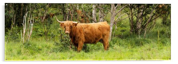 Scottish HIghland cow Acrylic by Sonny Ryse