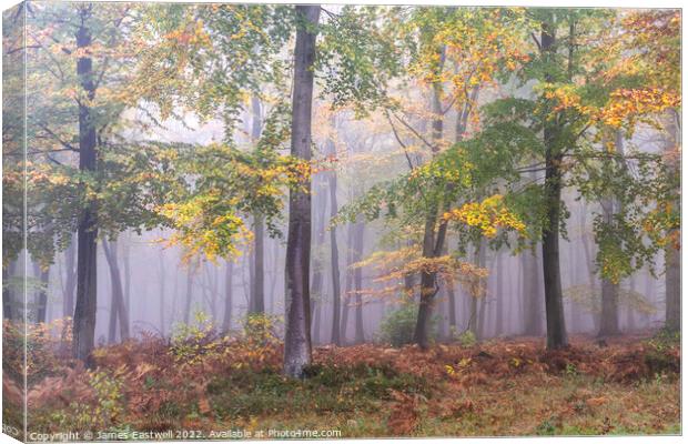 Kings Wood  Canvas Print by James Eastwell