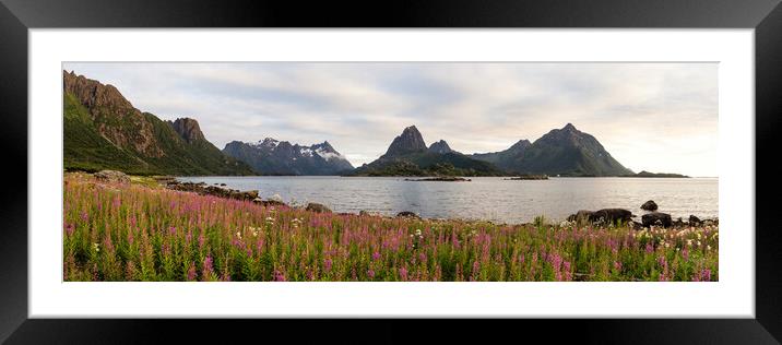 Sloverfjorden Pink Fireweed Flowers Austvagoya Lofoten Islands Framed Mounted Print by Sonny Ryse