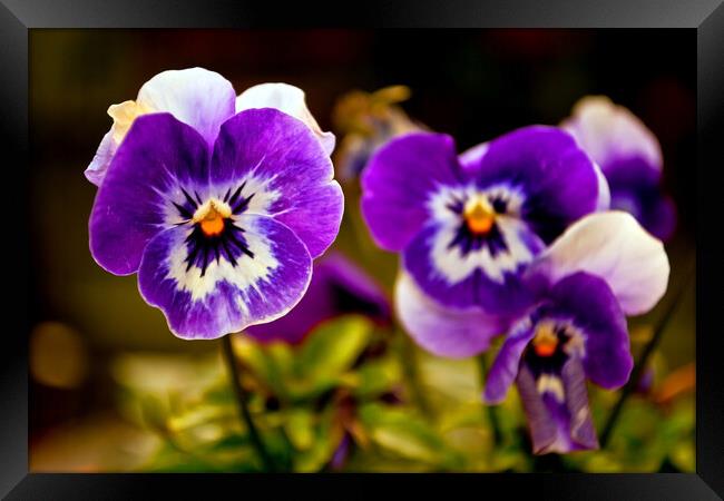 Blue Pansy Pansies Violas Summer Flowers Framed Print by Andy Evans Photos