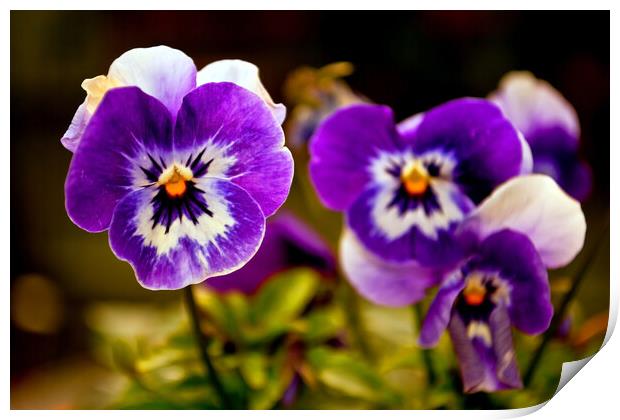 Blue Pansy Pansies Violas Summer Flowers Print by Andy Evans Photos