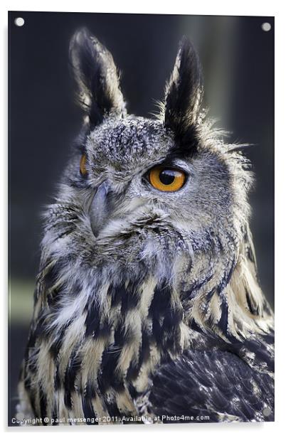 Gandalf the Eagle Owl Acrylic by Paul Messenger