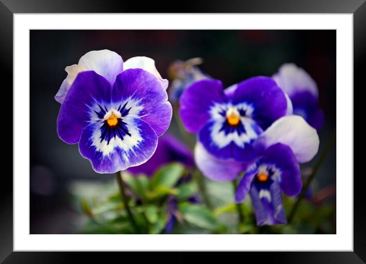 Blue Pansy Pansies Violas Summer Flowers Framed Mounted Print by Andy Evans Photos