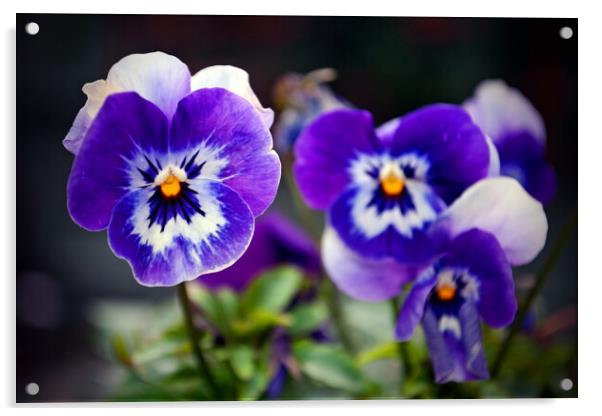 Blue Pansy Pansies Violas Summer Flowers Acrylic by Andy Evans Photos