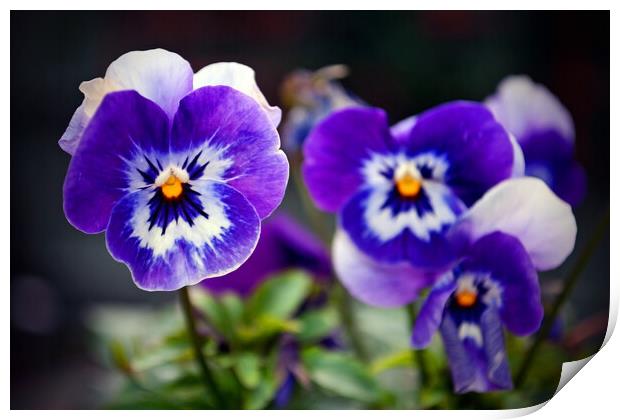 Blue Pansy Pansies Violas Summer Flowers Print by Andy Evans Photos