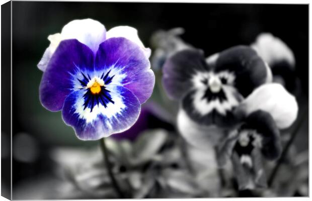Blue Pansy Pansies Violas Summer Flowers Canvas Print by Andy Evans Photos
