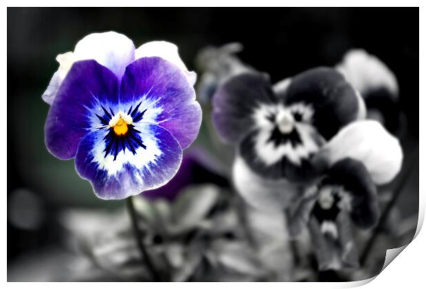 Blue Pansy Pansies Violas Summer Flowers Print by Andy Evans Photos