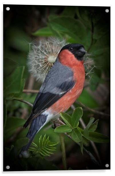 Bullfinch Pyrrhula pyrrhula British Garden Bird Acrylic by Martyn Arnold