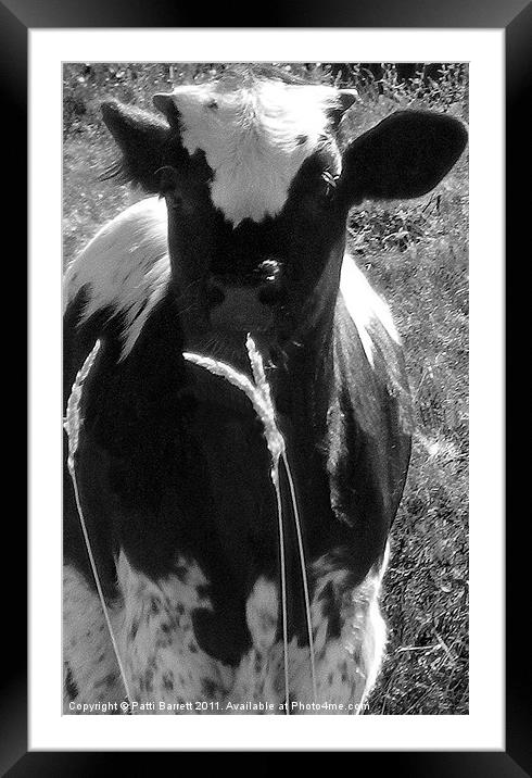 Calf in black and white Framed Mounted Print by Patti Barrett