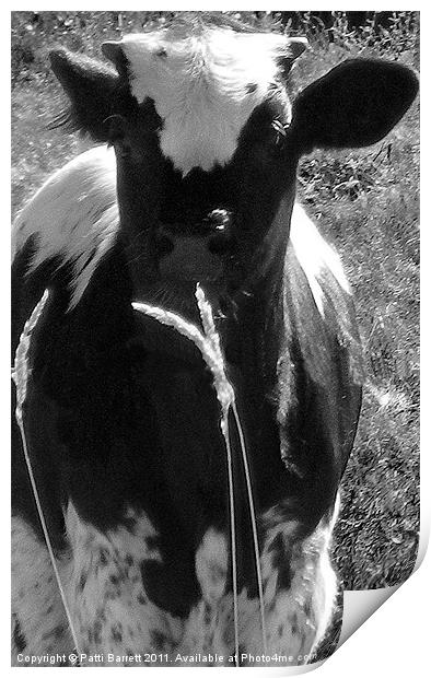 Calf in black and white Print by Patti Barrett