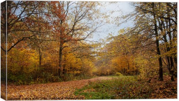 Autumn Forest crossroads Canvas Print by Sally Wallis