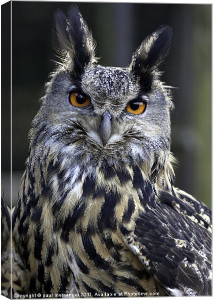 Gandalf the Eagle Owl Canvas Print by Paul Messenger
