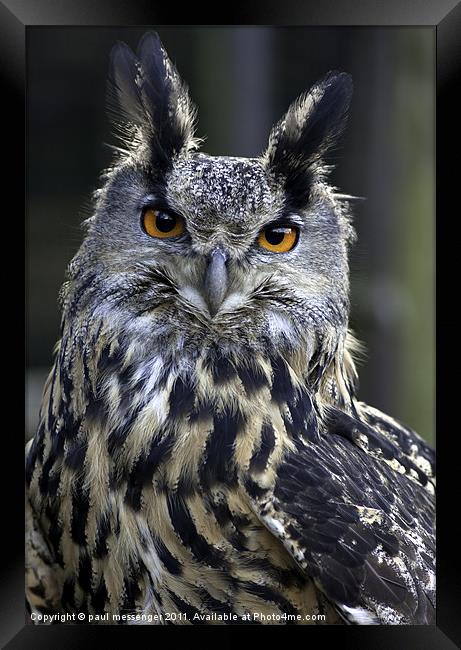Gandalf the Eagle Owl Framed Print by Paul Messenger