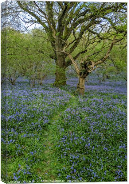 Dartmoor Bluebell Wood Canvas Print by Jon Short