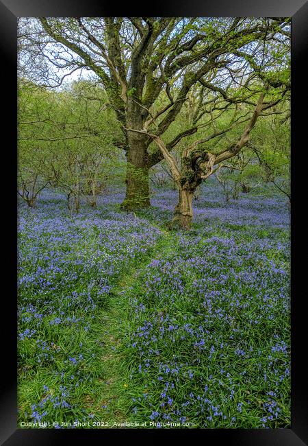Dartmoor Bluebell Wood Framed Print by Jon Short