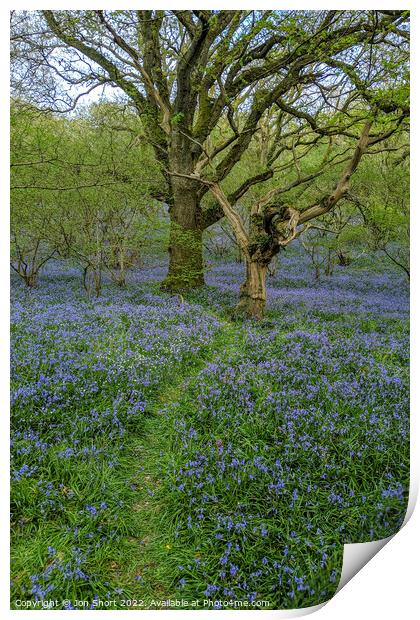 Dartmoor Bluebell Wood Print by Jon Short