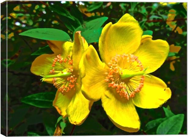 Bright yellow flowers Canvas Print by Stephanie Moore