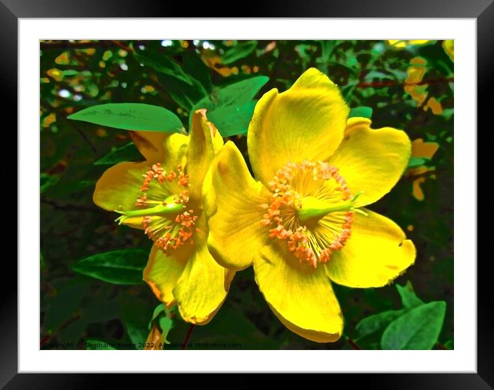 Bright yellow flowers Framed Mounted Print by Stephanie Moore