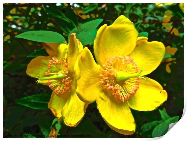 Bright yellow flowers Print by Stephanie Moore