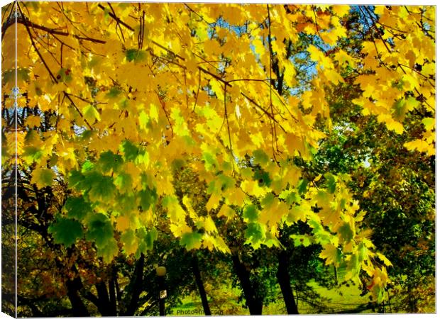 Yellow maple leaves Canvas Print by Stephanie Moore