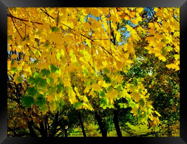 Yellow maple leaves Framed Print by Stephanie Moore