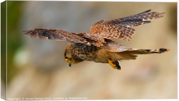 Majestic Kestrel Hovering Canvas Print by Simon Marlow