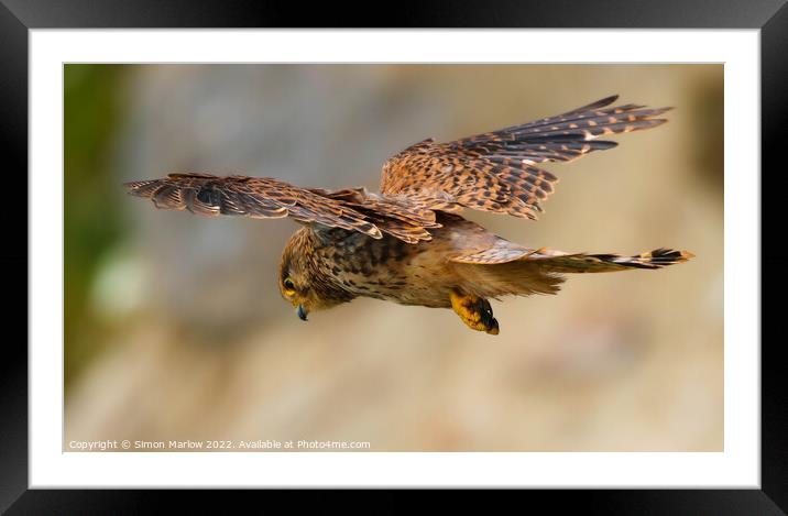 Majestic Kestrel Hovering Framed Mounted Print by Simon Marlow