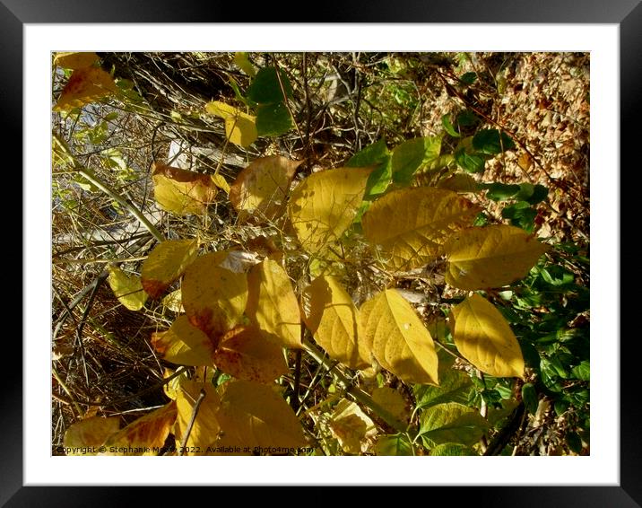 Sunlit leaves Framed Mounted Print by Stephanie Moore