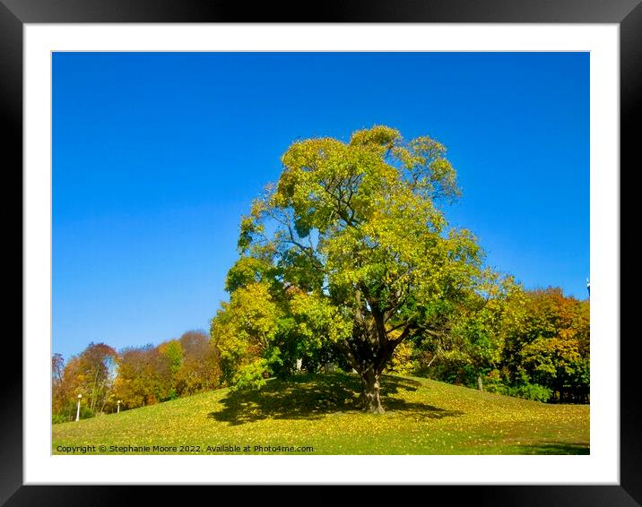 Autumn trees Framed Mounted Print by Stephanie Moore