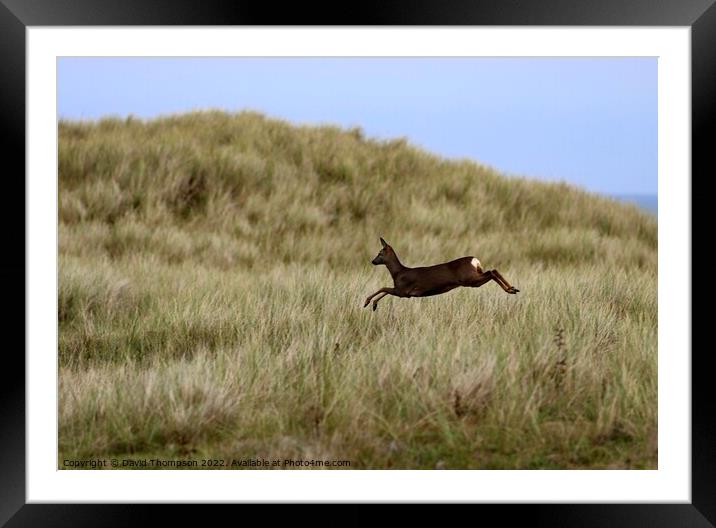Holy Island Deer in the Dunes  Framed Mounted Print by David Thompson