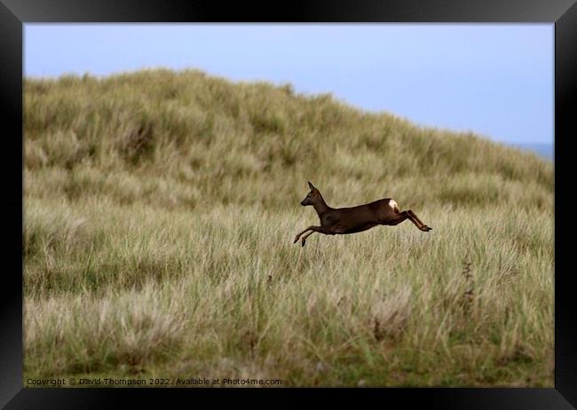 Holy Island Deer in the Dunes  Framed Print by David Thompson