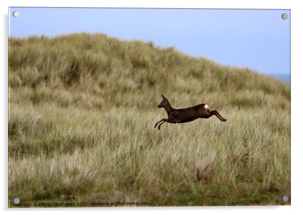 Holy Island Deer in the Dunes  Acrylic by David Thompson