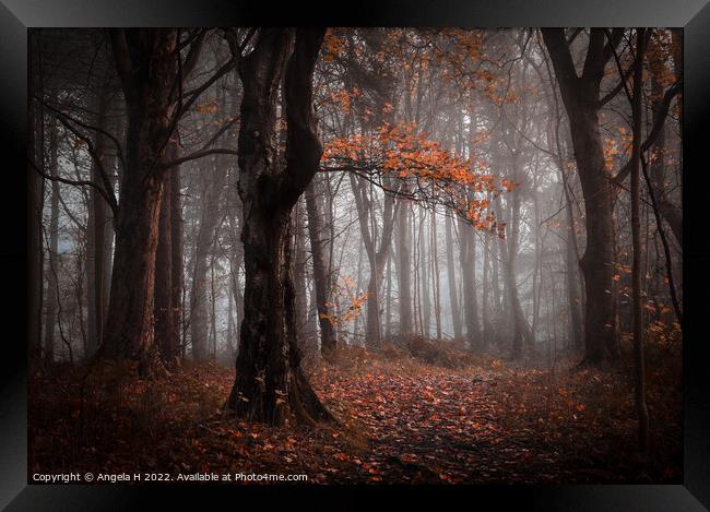 Foggy Forest Framed Print by Angela H