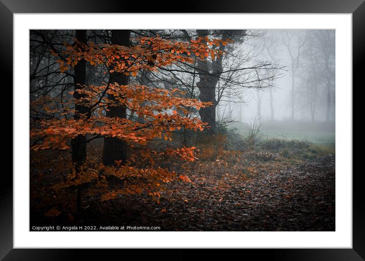 Misty Forest Framed Mounted Print by Angela H