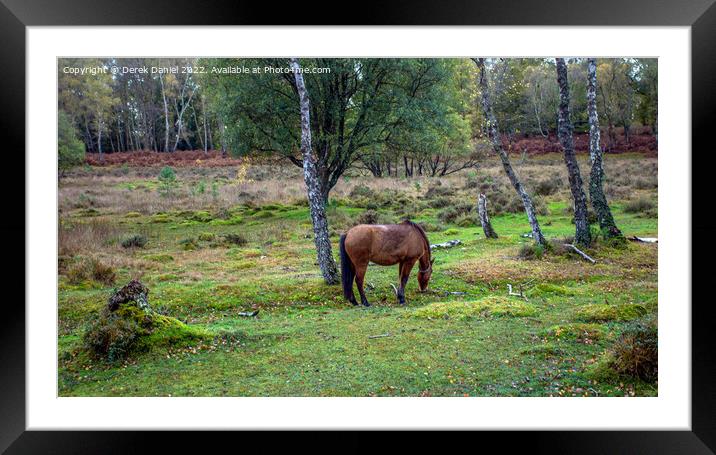 Grazing pony Framed Mounted Print by Derek Daniel