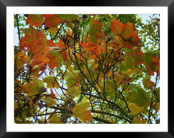 AUTUMN GLOW Framed Mounted Print by Jacque Mckenzie