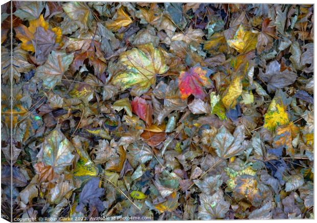 Leaf decay is beautiful Canvas Print by Robin Clarke