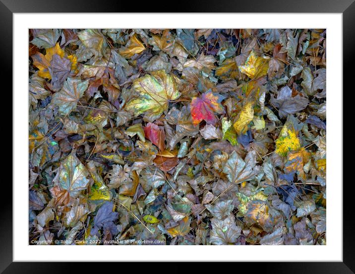 Leaf decay is beautiful Framed Mounted Print by Robin Clarke